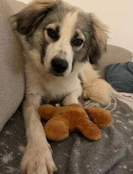 Willow - Zurückhaltender Rüde auf PS - Berlin