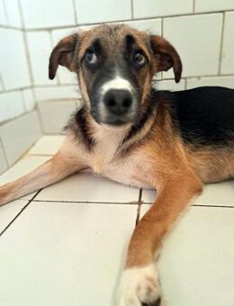 HARLEY - möchte eine liebevolle Zukunft - Sulzbach-Laufen