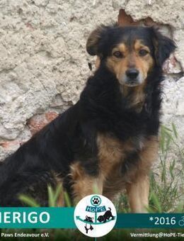 AMERIGO - 2016 - Leimen (Baden-Württemberg)