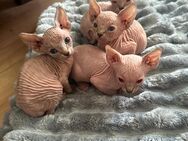 Reinrassige Sphynx Kitten – geboren am 01.04.2025 – abzugeben ab 26.06.2025 - Hamburg Wandsbek