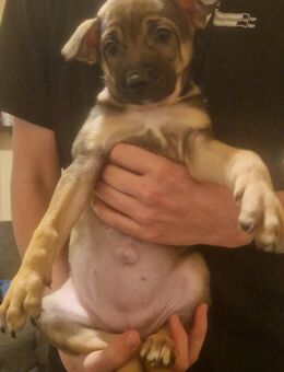 Welpen Mischlinge - Höhr-Grenzhausen