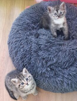 Bkh Mix Kitten 2 Mädchen - Villingen-Schwenningen