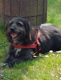 Gartenliebhaber Leroy auf Heimatsuche - Koblenz