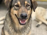 Plegestelle gesucht für Kiwi - Celle