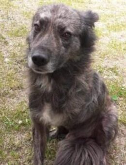 Wer öffnet sein Herz für Camillus? - München