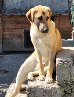 SCHLAUBI🩵kluger, hübscher Lausbub - Hamburg