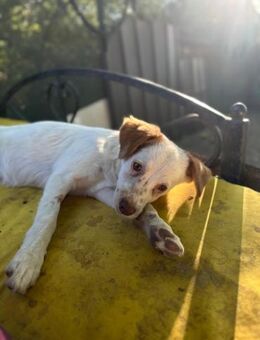freundl. Foxy, 36cm, 6kg sucht - Köln