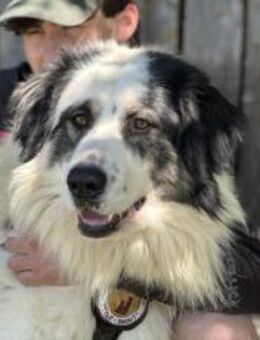 Bamboo der Panda-Hund - München