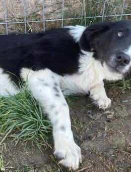 🐾Junges Hundemädchen Baby🐾 - Eislingen (Fils)