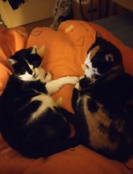 Schwarzweisser Schmuse Kater vermisst - Sulzfeld (Baden-Württemberg)