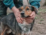 Socke sucht seine Familie - München