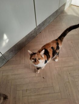 Britisch-Kurzhaar weibchen Mehrfarbig - Weimar