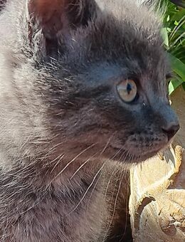 Kitten Mix aus Kartäuser/Hauskatze und Ragdoll/Siammix - Holzdorf