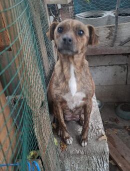 Die ruhige Pandora sucht Geborgenheit - Rambin