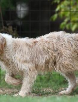 OTTO - sanft, liebevoll, aktiv - Linden (Hessen)