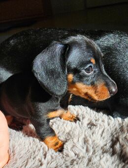 Zwergdackel - Baunatal