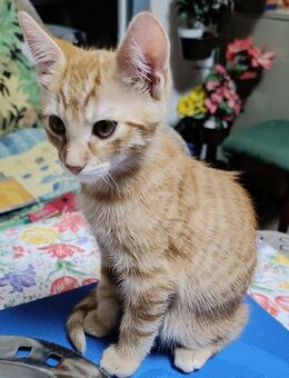 Junge Katzen abzugeben - Reutlingen Zentrum