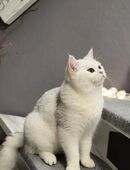 BKH Deckkater reinrassige mit Stammbaum in 56269