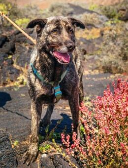 Richard - wartet schon so lange.... - Bochum