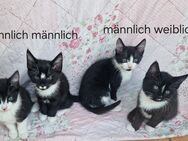 4 Katzen suchen ein neues Zuhause - Stadthagen