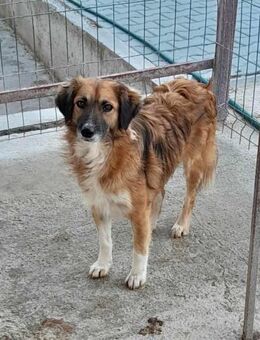 Hüsche RONJA sucht liebevolles Zuhause - Neuberg