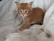 🐾 Maine Coon Kitten mit Herz & Magie – aus liebevoller Hobbyzucht „From Blasket Rock“ - Weeze