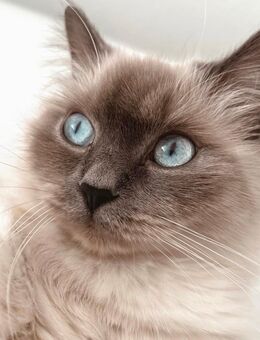 Liebevolle Heilige Birma Katze sucht ein neues Zuhause - Bobingen