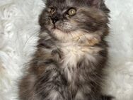 Maine Coon Kitten Katze - Bad Pyrmont