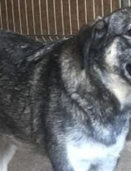 Alexia ist eine sehr freundliche Maus 🐾 - Elsdorf (Nordrhein-Westfalen)