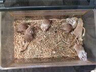 Rennmaus Nachwuchs sucht Zuhause - Waghäusel