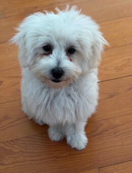 Malteser Mischling weiblich - Mettlach