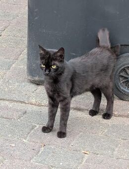 Katze sucht ein neues Zuhause - Grimma