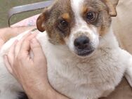 Lev, a.d.Tierschutz, kleiner Anfängerhund sucht Happy-Home - Boxberg (Oberlausitz)