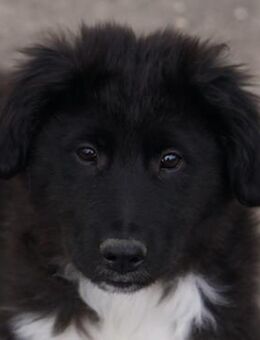 Baron, geb. ca. 12/2023, GRIECHENLAND - Markdorf