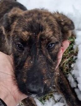 Welpenmädchen HONEY - Gefrees