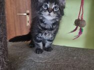 XXL Maine Coon Kitten Reinrassig - Bous