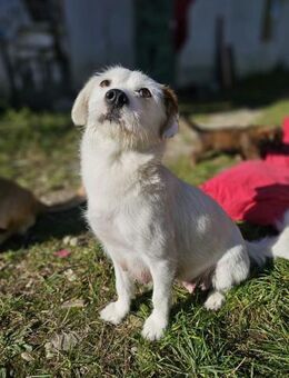 Frida - clevere Hundedame sucht Glück - Chemnitz