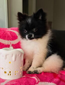 Pomeranian /Zwergspitz - Wiesau