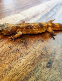 Leopardgeckos / Eublepharis macularius - Potsdam