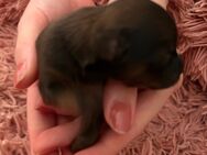 Rehpinscher/ Papillon Mix Welpen - Emden