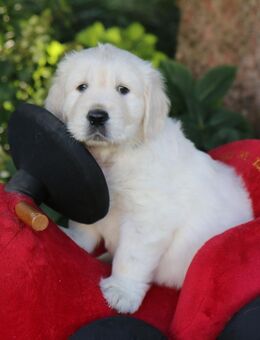 Bildschöner Golden Retriever Welpe Duke sucht ein liebevolles Zuhause - Schöneiche (Berlin)