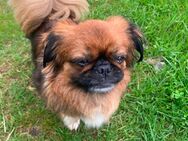 Pekinese Damme Astra - Unterkirnach