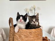 2 niedliche Kätzchen suchen neues Zuhause - Buchholz (Nordheide)