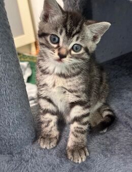 BKH EKH kitten 4 Stück - Göppingen