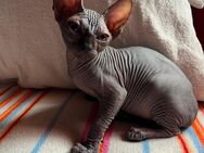 Sphynx Kitten (Kater) - Mittenwalde (Landkreis Dahme-Spreewald)