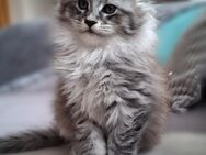 Maine Coon Kitten Kätzin Kater - Saaldorf-Surheim