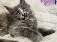 =^..^=Wunderschöne Maine Coon kitten BLAU mit Stammbaum aus seriöser Zucht aus seriöser Zucht =^..^= - Bad Berleburg