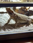 Bartagame Weibchen in 34497
