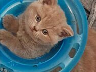 BKH kitten, britische kurzhaar katzenbabys - Essen