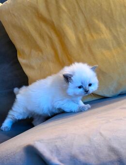 hübsche BLH Mädchen zu reservieren - Berlin